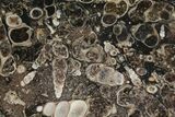 Polished Fossil Turritella Agate Stand Up - Wyoming #193572-1